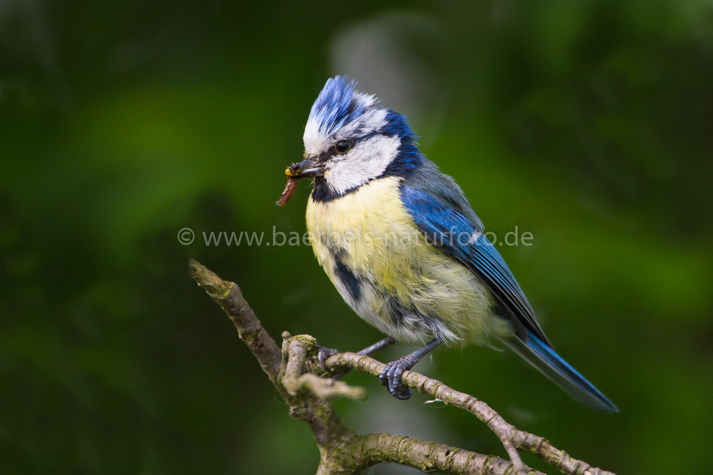 Blaumeise füttert auch