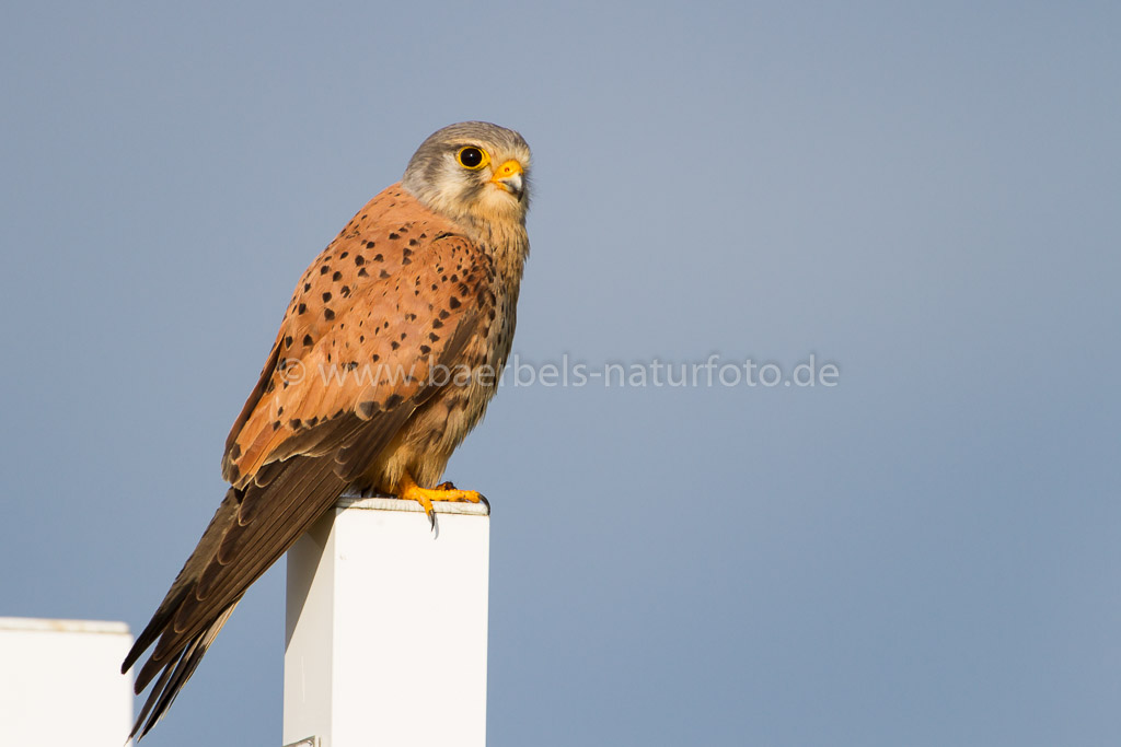 Turmfalke männl.