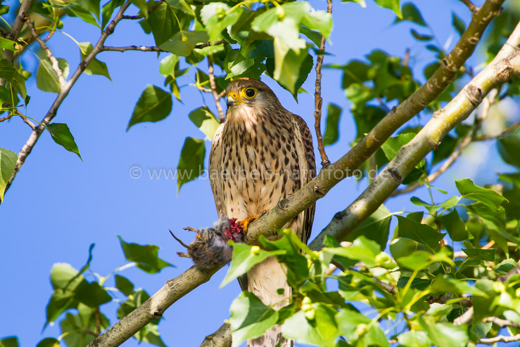 Turmfalke mit Maus ( Versorgt 4 Jungvögel )