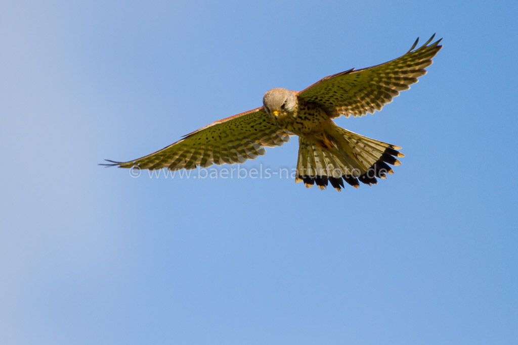 Turmfalke rüttelt