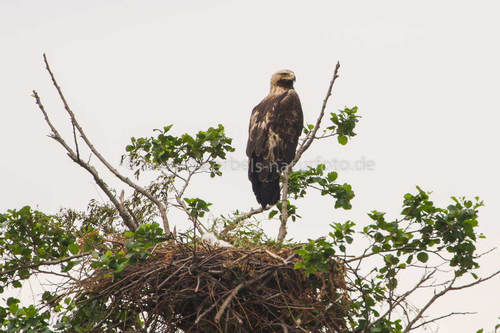 Kaiseradler am Horst wo man den Nachwuchs erkennen kann