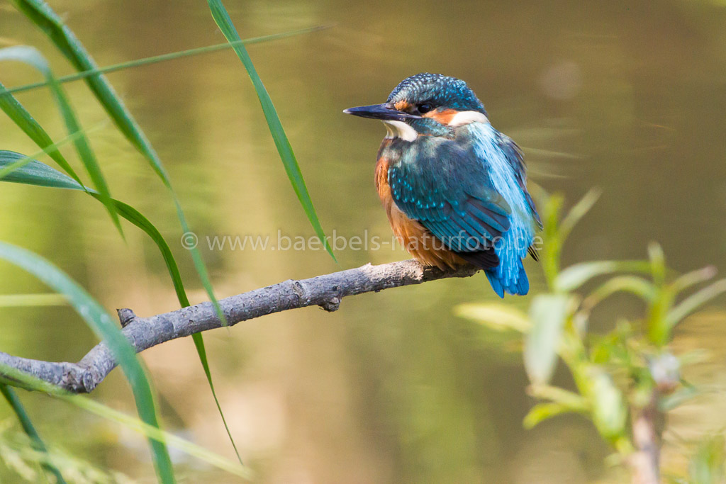 Junger Eisvogel