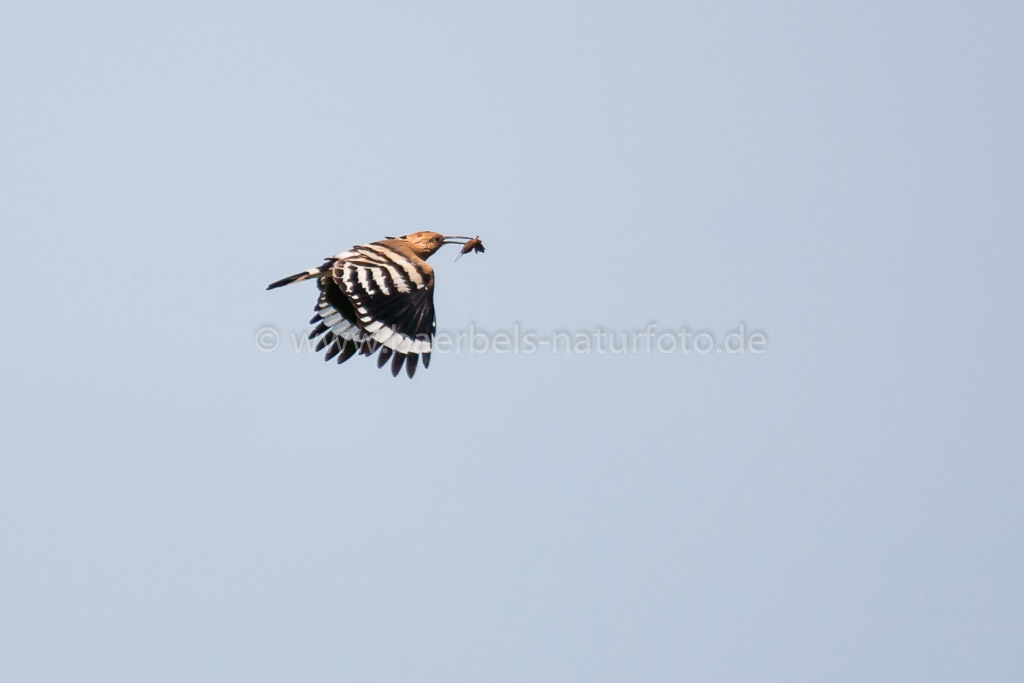 Wieehopf in weiter Ferne mit Grille