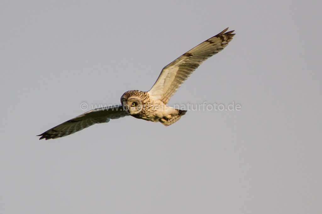 Flug der Sumpfohreule