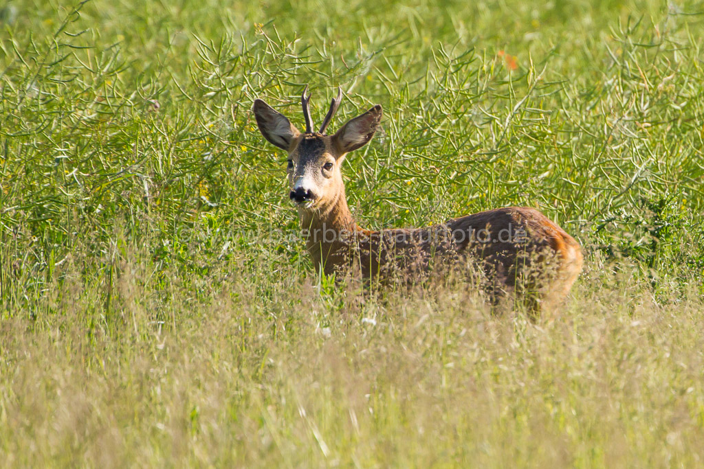 Rehbock im verblühten Rapsfeld