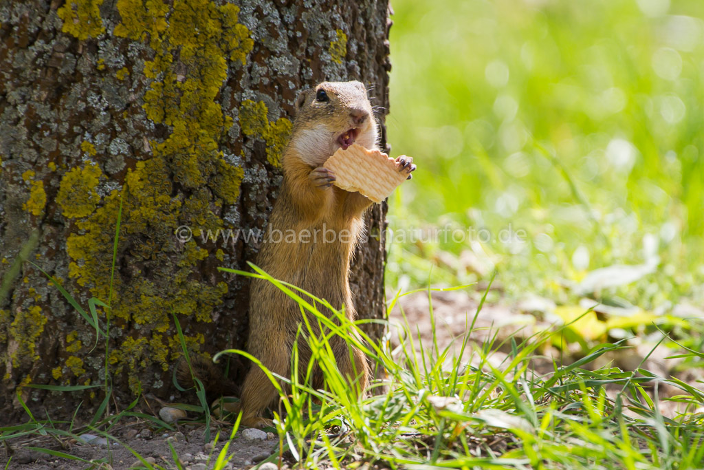 Ein Ziesel bekam einen Keks geschenkt den er nicht mit den anderen teilen wollte, so versteckt er sich schlau hinter einem Baum