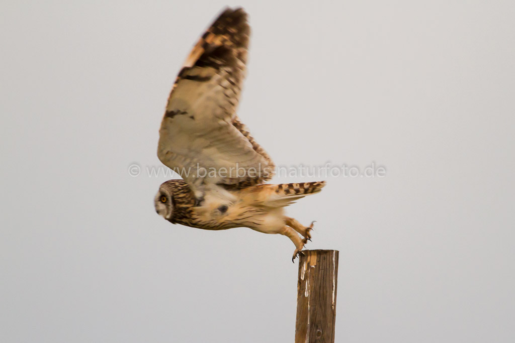 Flug der Sumpfohreule