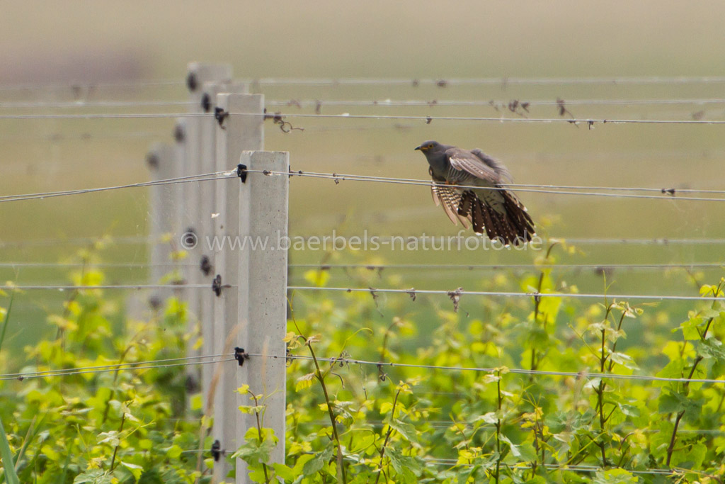 Kuckuck im Anflug