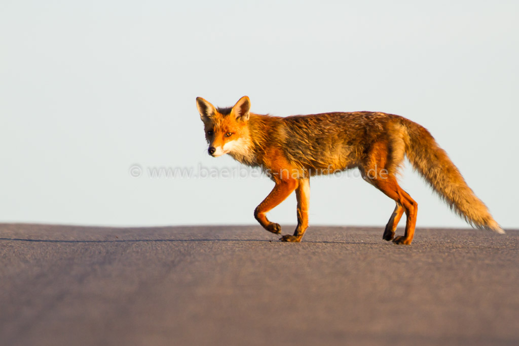 Junger Fuchs überquert eine befahrene Straße