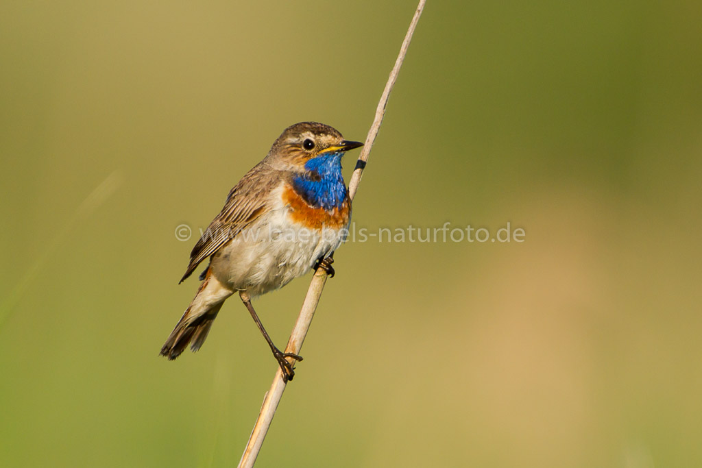 Blaukehlchen