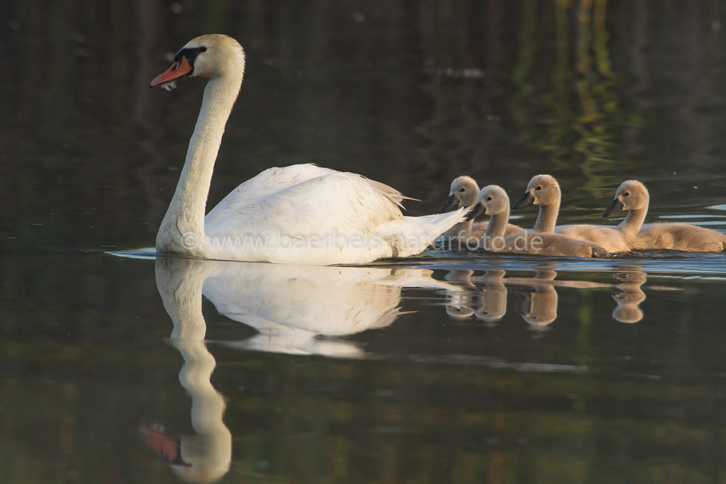 Höckerschwan mit Nachwuchs