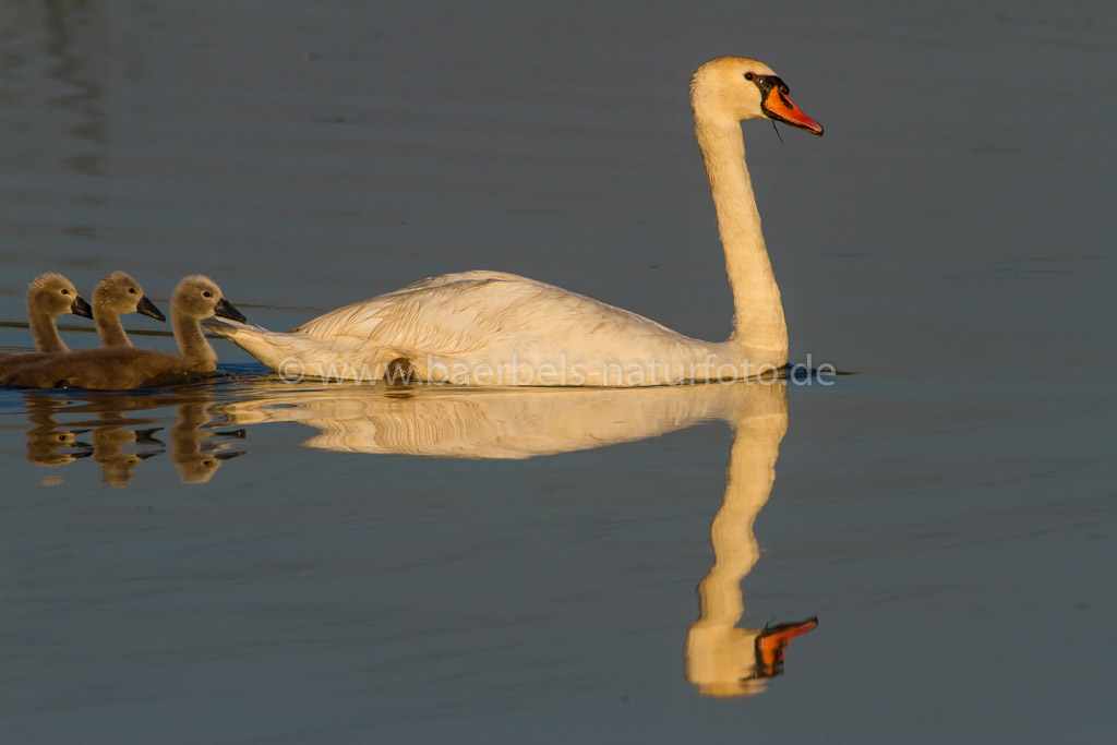 Höckerschwan mit Nachwuchs