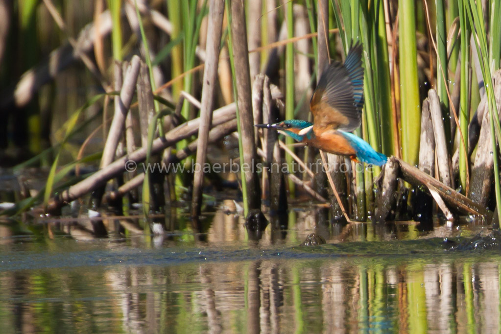 Eisvogel fliegt vorbei