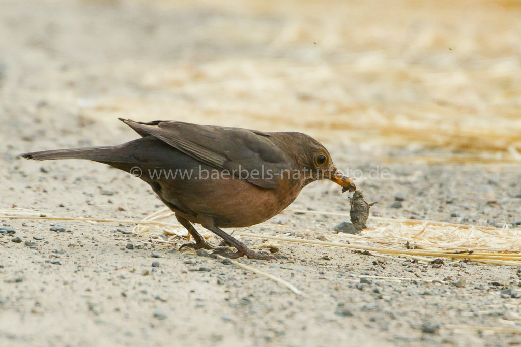 Amsel kämpft mit einer Schabe