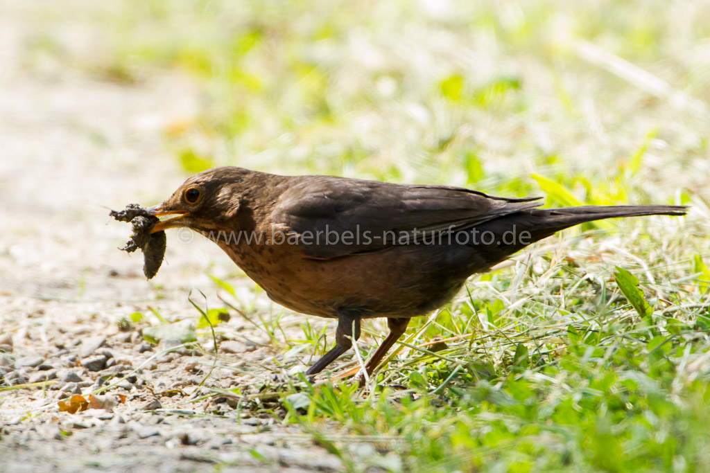 Weibl Amsel hat einen Mistkäfer gefunden