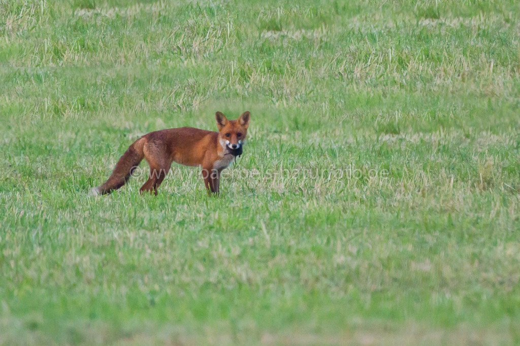 Fuchs mit Maus NMZ