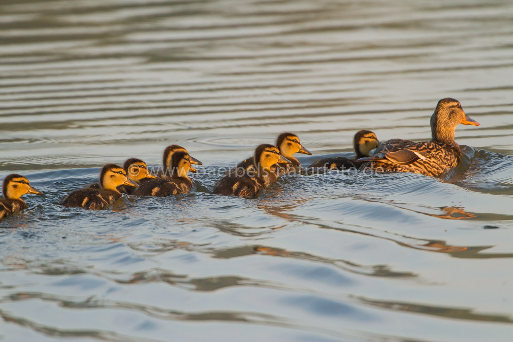 Stockente mit Nachwuchs