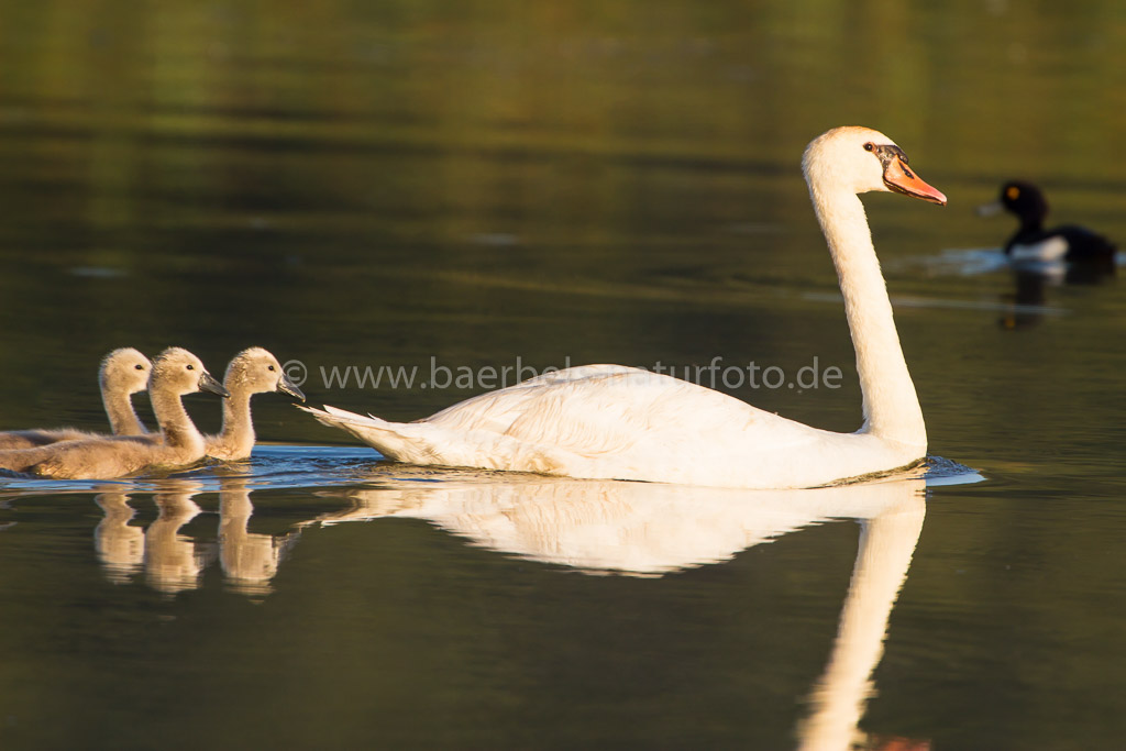 Schwanenfamilie