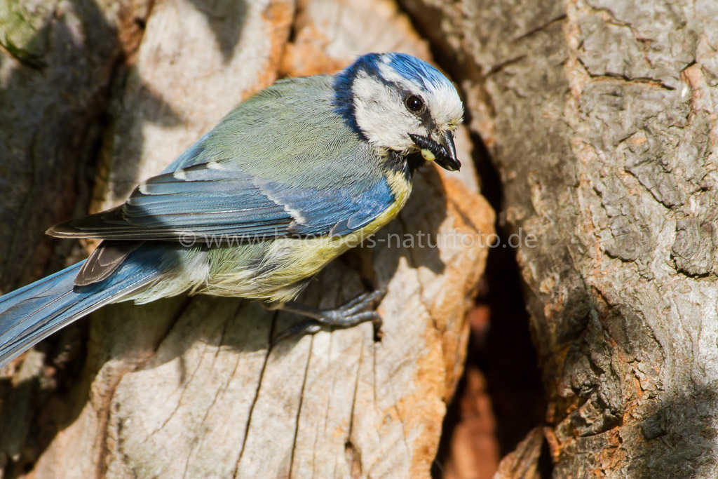 Blaumeise mit Futter im Schnabel