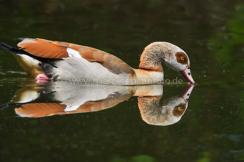 Nilgans gespiegelt