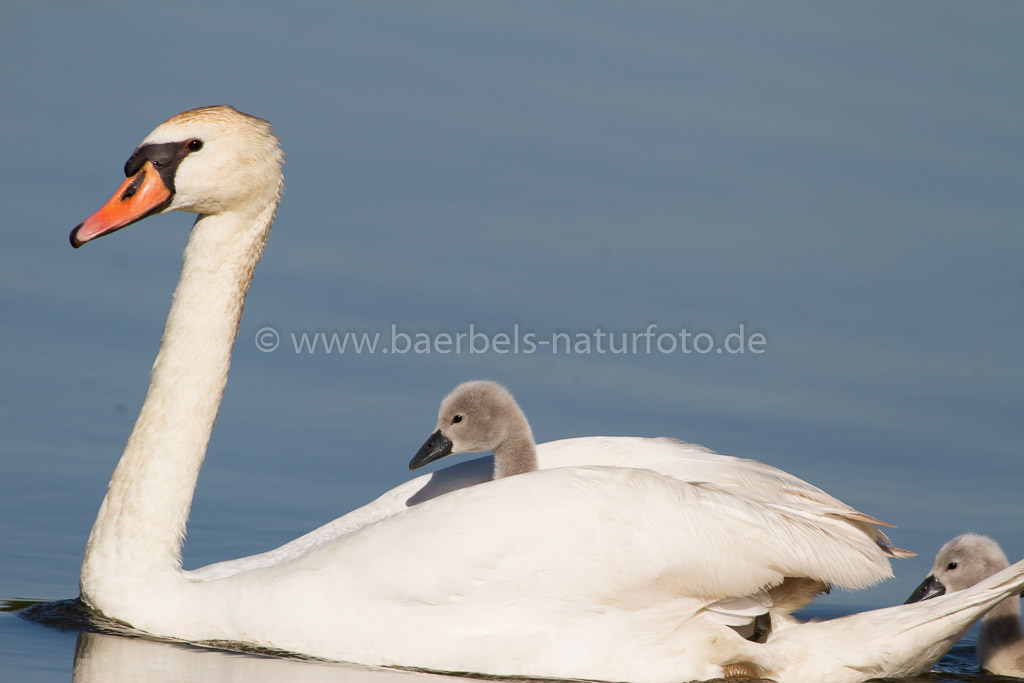 Höckerschwan führt den Nachwuchs aus