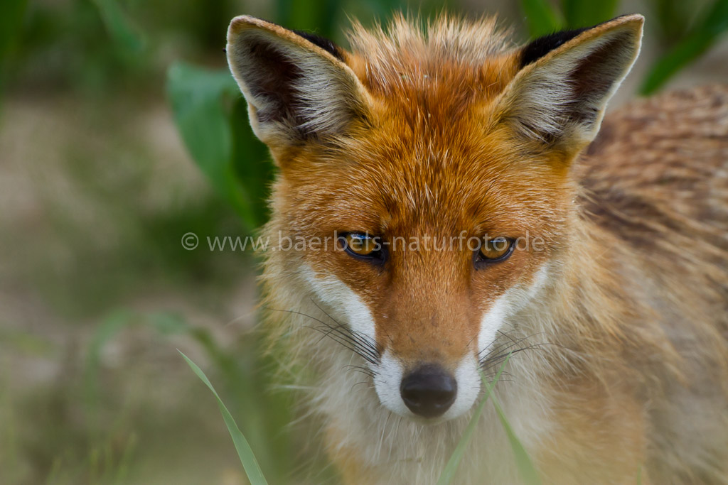 Fuchs am Straßenrand