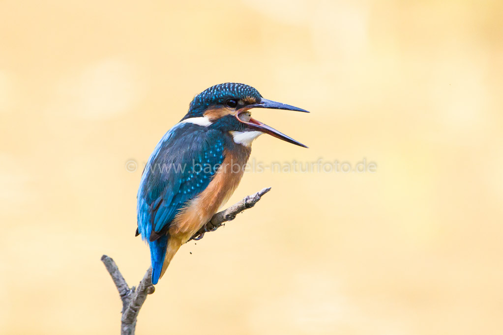 Eisvogel würgt Gewölle hoch