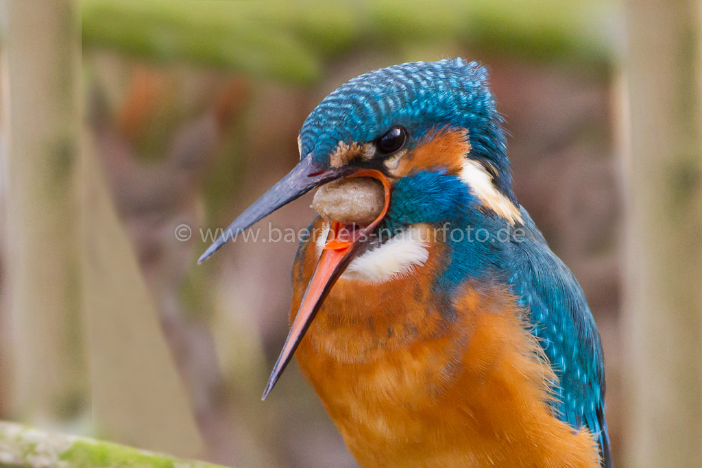 Eisvogel würgt Gewölle hoch