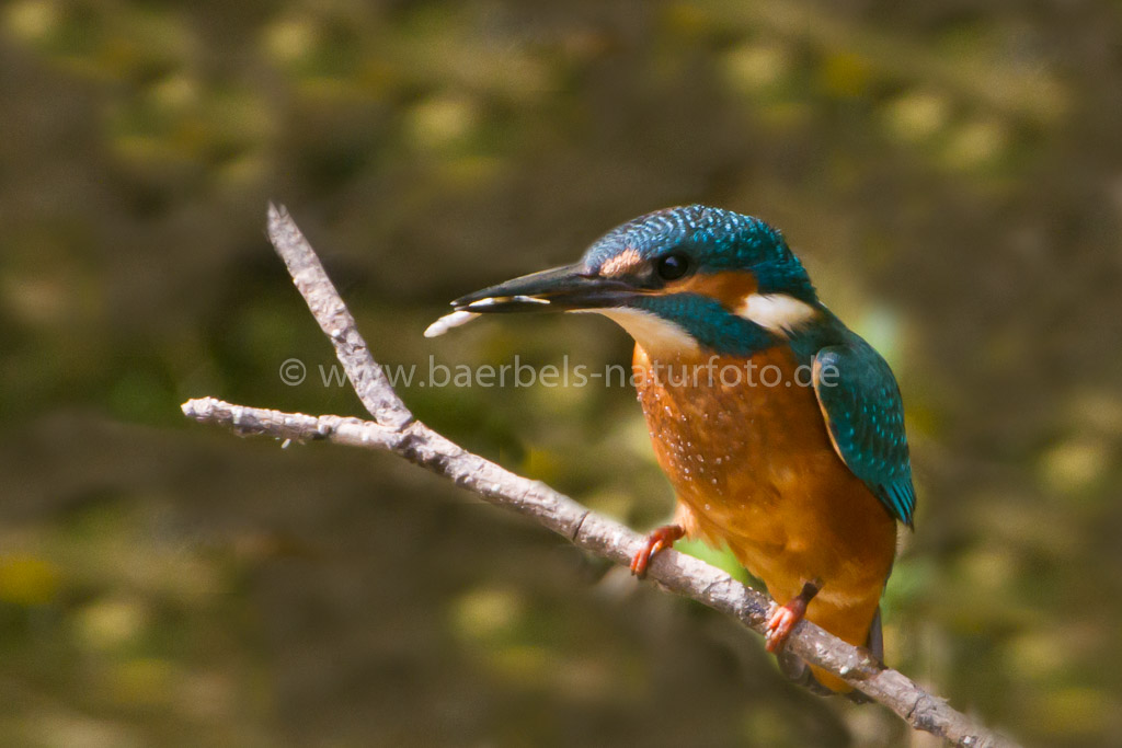 Eisvogel mit Fisch