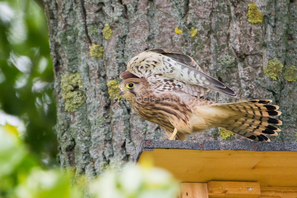 Flugversuch