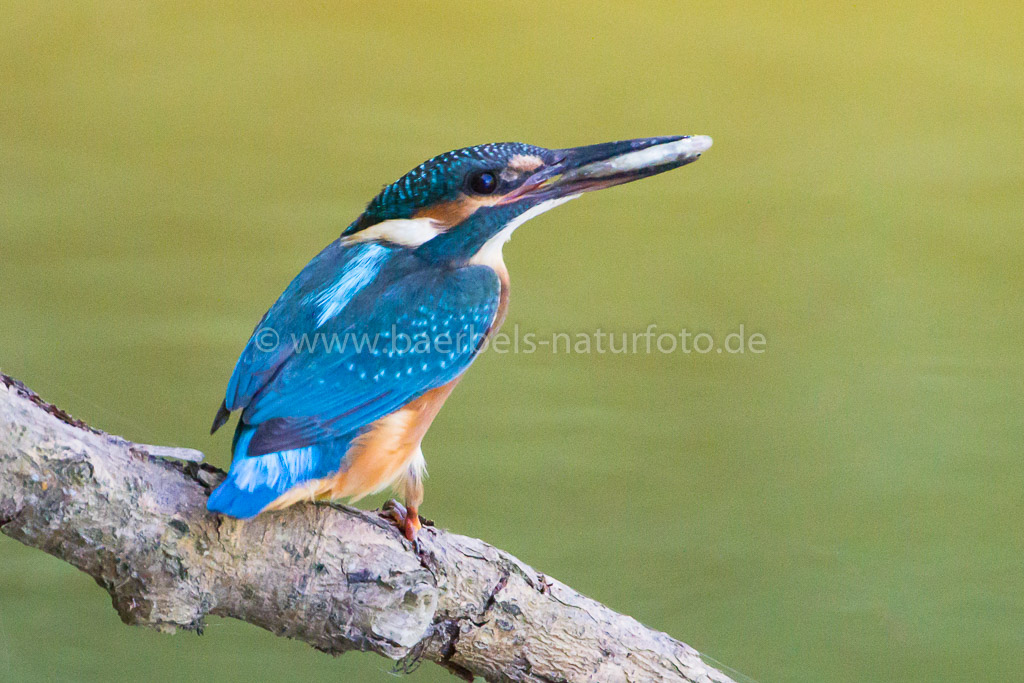 Eisvogel mit Fisch