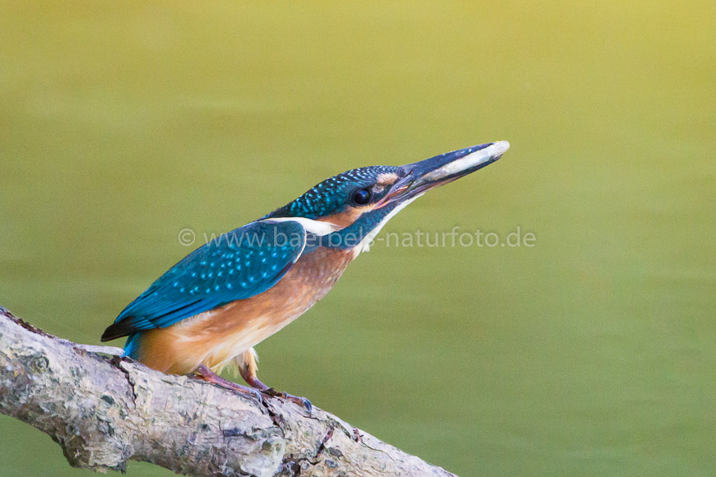 Eisvogel mit Fisch