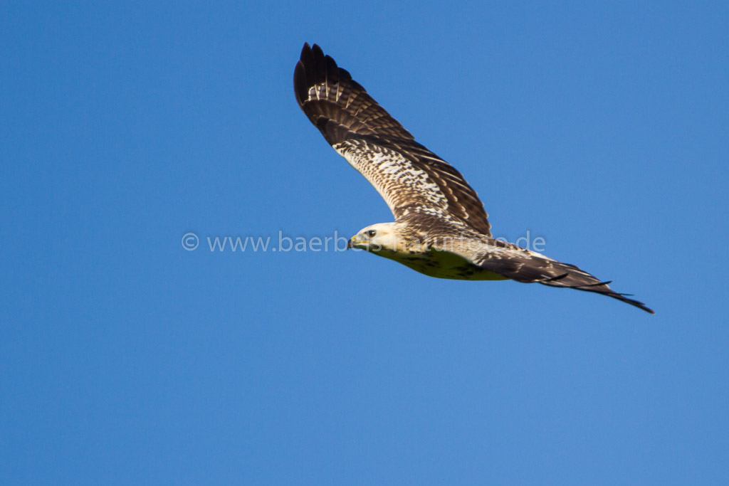 Mäusebussard