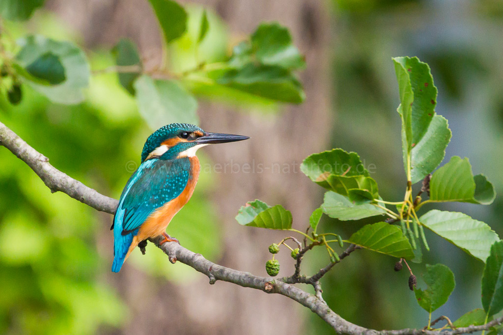 Eisvogel