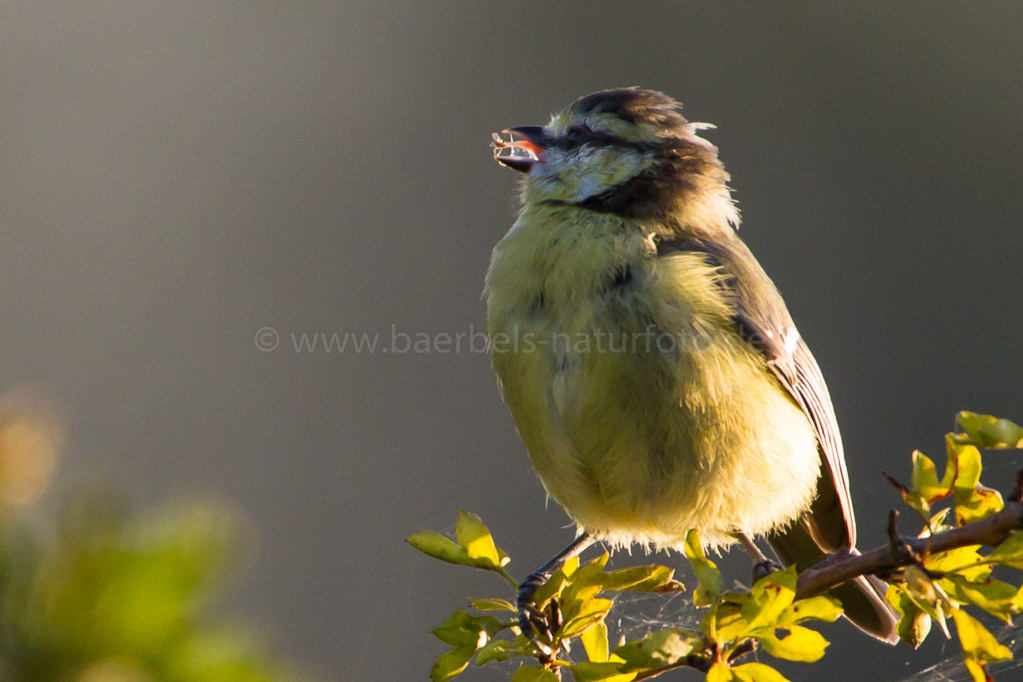 Blaumeise mit Fliege auf der Zunge