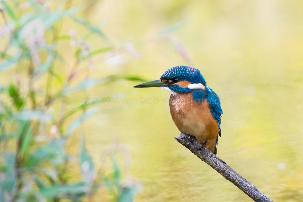 Junger Eisvogel