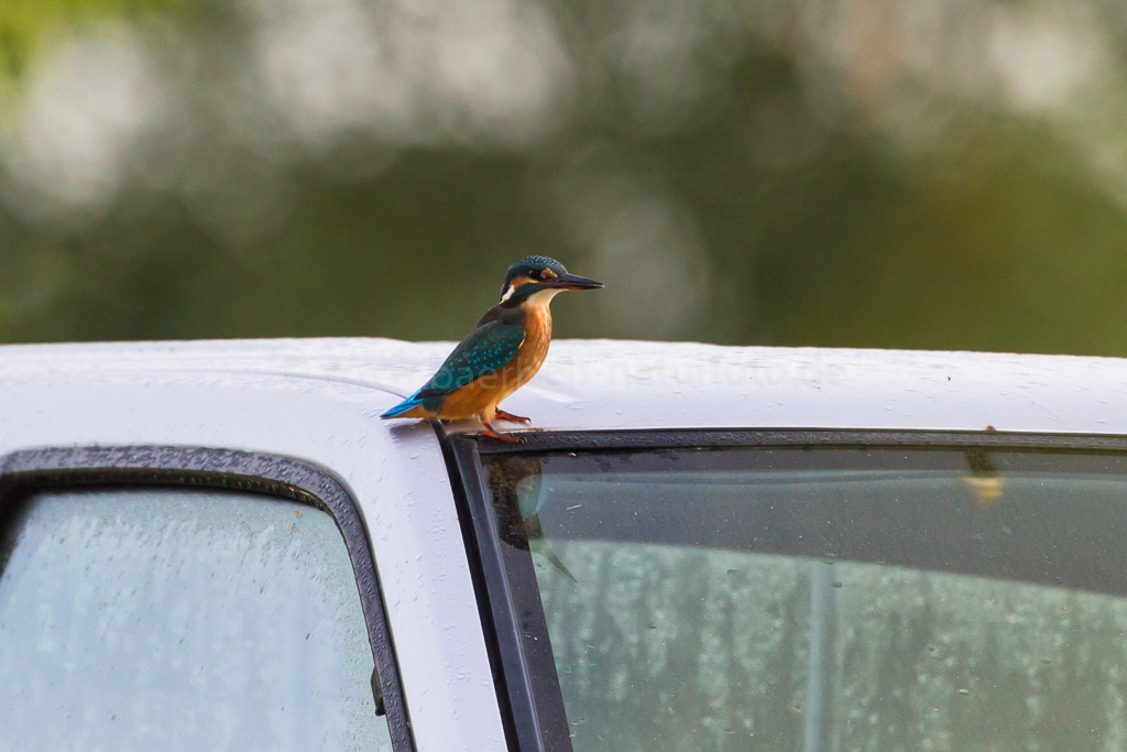 Eisvogel auf einem Autodach