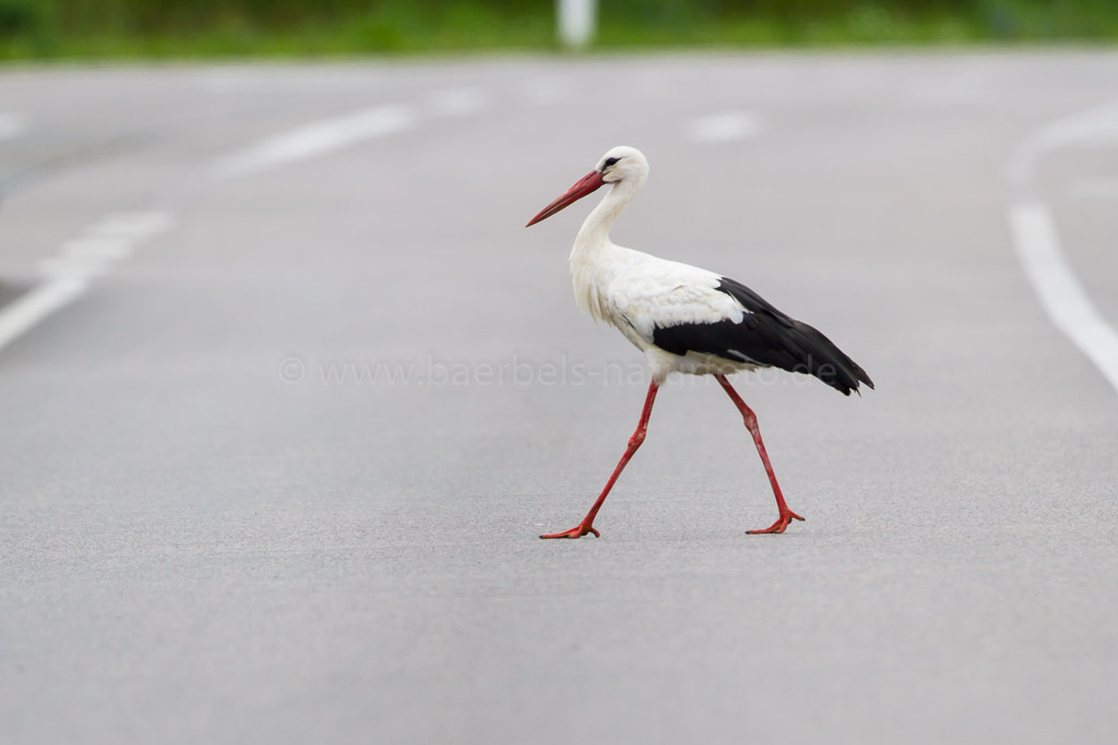 Storch überquert eine viel befahrene Straße