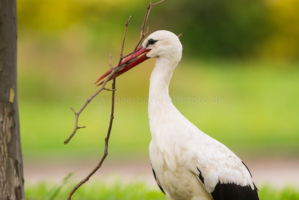 Storch sammelt Holz und fliegt damit weg