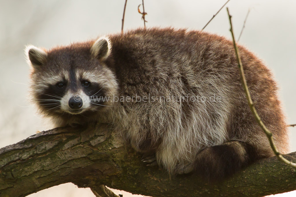 Waschbär