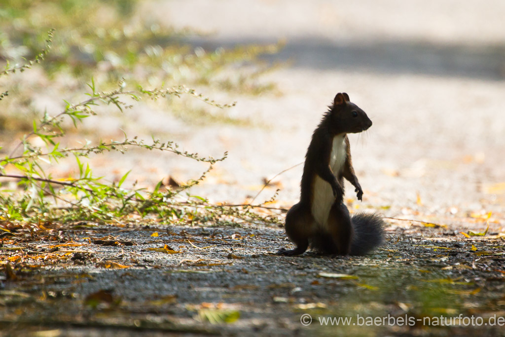 Ein Eichhörnchen am andren Ende