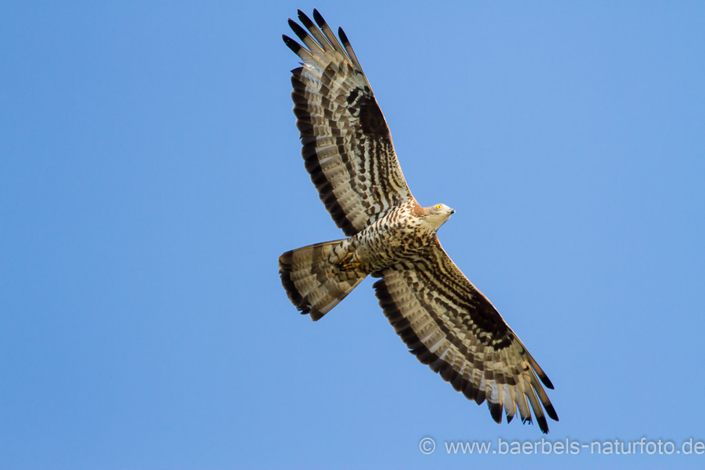 Wespenbussard beim Überflug