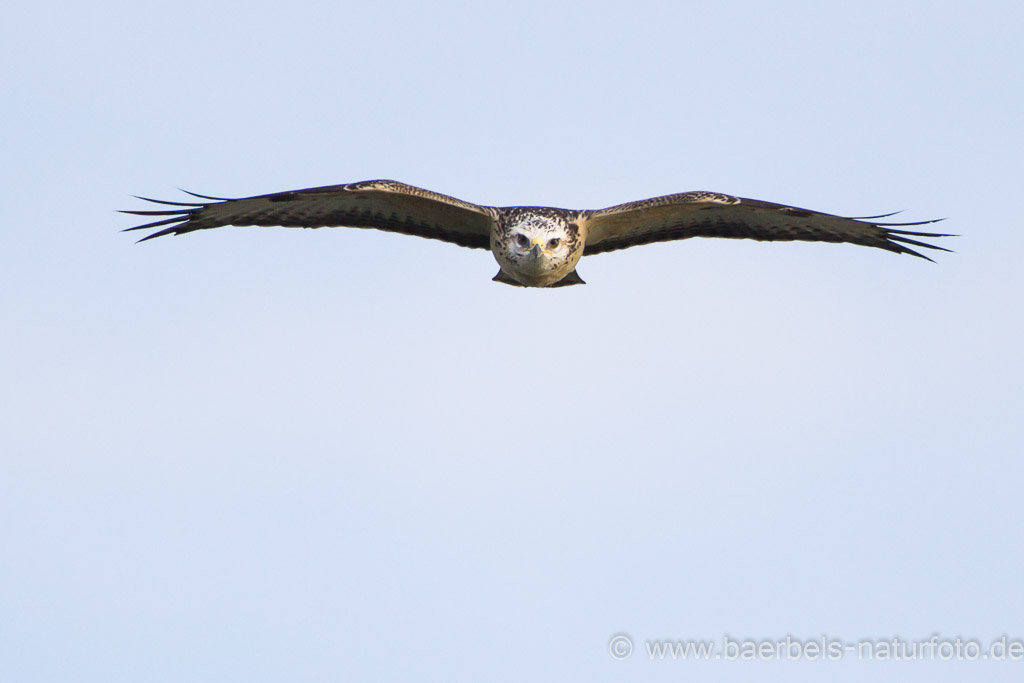 Mäusebussard im Anflug