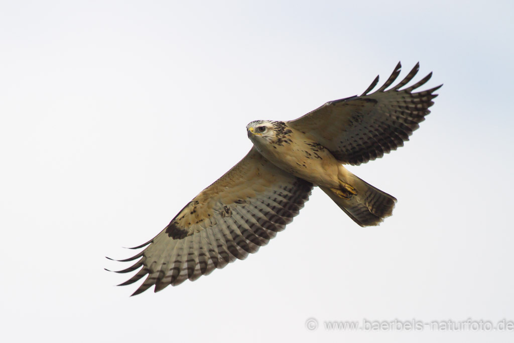 Mäusebussard