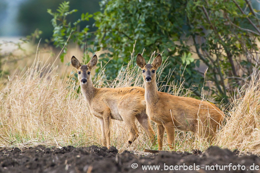 Junge Rehe am Feldrand