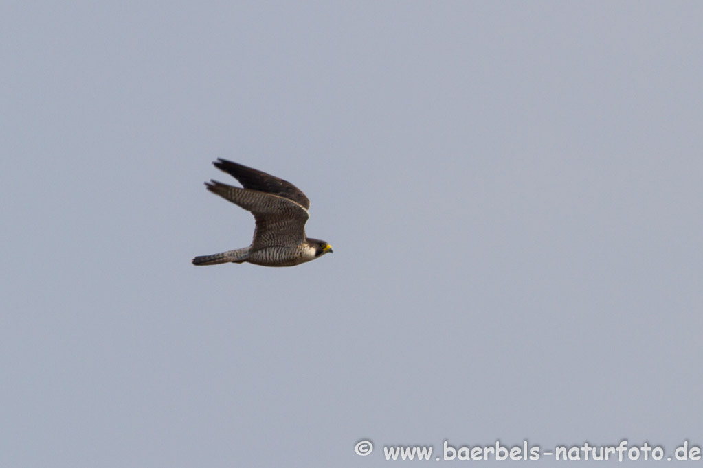 Weit weg ein Wanderfalke