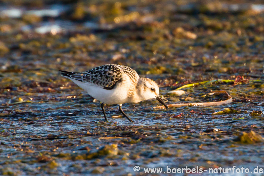 Sanderling