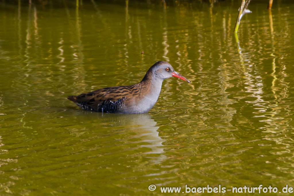 Wasserralle