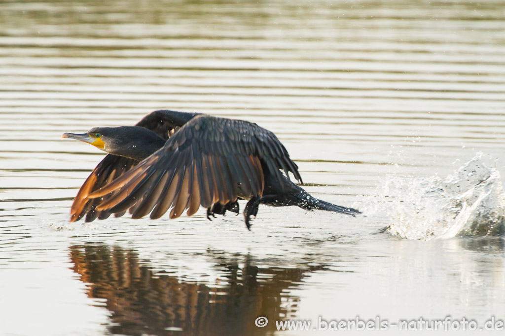 Kormoran startet