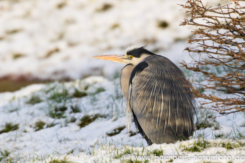 Graureiher im Schnee